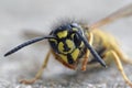 Common wasp Vespula vulgaris Royalty Free Stock Photo