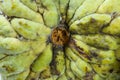 Core of the custard apple stalk Royalty Free Stock Photo