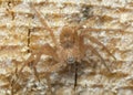 Crab spider, Philodromus fuscomarginatus on pine wood