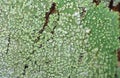 Macro Photo of Crustose lichen on Tree Bark After Rain Royalty Free Stock Photo