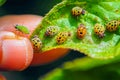 Macro photo of a cucumber beetle attacking a leaf Royalty Free Stock Photo