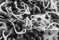 Macro photo cultivation seeds. Details Root on a white background. Many sprouting cannabis seeds