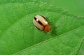 Macro Photo of Cute Little Beetle on Green Leaf Royalty Free Stock Photo