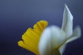 Macro photo of daffodil flower. Beautiful spring flower close-up out of focus Royalty Free Stock Photo