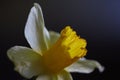 Macro photo of daffodil flower. Yellow daffodil isolated on a dark background