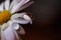 Macro photo of daisy flower with water drop