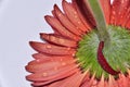 Macro photo from daisy gerber close up view Royalty Free Stock Photo