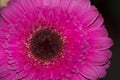 Macro photo from daisy gerber flower close up view Royalty Free Stock Photo