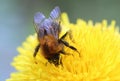 Macro photo of a dandelion flowers and bumble bee Royalty Free Stock Photo