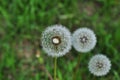 Macro photo of dandelion with flying seeds on a beautiful green background of grass seed Royalty Free Stock Photo