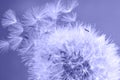 Macro photo of a dandelion with parachutes of the color of very peri