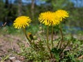 Macro Photo of a dandelion plant. Dandelion plant with a fluffy yellow bud. Yellow dandelion flower growing in the ground Royalty Free Stock Photo