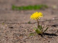 Macro Photo of a dandelion plant. Dandelion plant with a fluffy yellow bud. Yellow dandelion flower growing in the ground Royalty Free Stock Photo