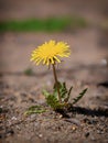 Macro Photo of a dandelion plant. Dandelion plant with a fluffy yellow bud. Yellow dandelion flower growing in the ground Royalty Free Stock Photo