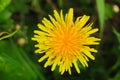 Macro Photo of a dandelion plant. Dandelion plant with a fluffy yellow bud. Yellow dandelion flower growing in the ground Royalty Free Stock Photo