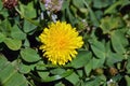 Macro Photo of a dandelion plant. Dandelion plant with a fluffy yellow bud. Yellow dandelion flower growing in the ground. Royalty Free Stock Photo