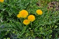 Macro Photo of a dandelion plant