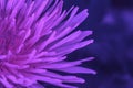 Macro Photo of a dandelion plant. Fluorescent flower Dandelion plant with a fluffy purple bud. dandelion flower growing in the