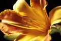 Macro photo of a day lily Royalty Free Stock Photo