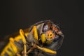 Macro photo of a dead wasp Royalty Free Stock Photo