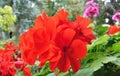 Macro photo with decorative background of beautiful bright geranium flower for interior and landscaping