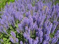 Macro photo with a decorative background of beautiful bright purple flowers of a herbaceous plant of lavender for gardening