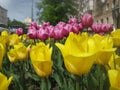 Macro photo with a decorative background of beautiful bright spring flowers with yellow, pink petals of a herbaceous Tulip plant Royalty Free Stock Photo