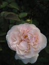 Macro photo with a decorative background of a beautiful delicate pink flower of a rose Bush plant for landscape design Royalty Free Stock Photo