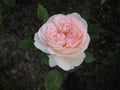 Macro photo with a decorative background of a beautiful delicate pink flower of a rose Bush plant for landscape design Royalty Free Stock Photo