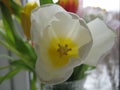 Macro photo with a decorative background of a beautiful delicate white flower of a Tulip plant in a spring bouquet Royalty Free Stock Photo