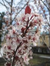 Macro photo with a decorative background of beautiful delicate white flowers on a branch of a cherry orchard fruit tree during Royalty Free Stock Photo