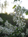 Macro photo with a decorative background of beautiful delicate white flowers on the branches of a cherry Bush blooming