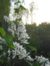 Macro photo with a decorative background of beautiful delicate white flowers on the branches of a cherry Bush blooming