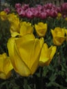Macro photo with a decorative background of a beautiful delicate yellow flower of a Tulip plant in a spring bouquet Royalty Free Stock Photo