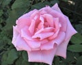 Macro photo with a decorative background of a beautiful flower of a garden plant of a shrub variety rose with pink delicate petals Royalty Free Stock Photo