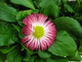 Macro photo with a decorative background of a beautiful flower of a herbaceous Daisy plant for gardening Royalty Free Stock Photo