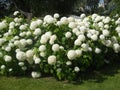 Macro photo with a decorative background of beautiful flowering shrubs with white flower caps hydrangea plants