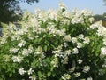 Macro photo with a decorative background of beautiful flowering shrubs with white flower caps hydrangea plants