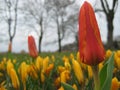 Macro photo with decorative background of beautiful flowers tulips with petals of red hue and yellow crocuses Royalty Free Stock Photo