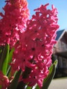 Macro photo with decorative background of beautiful pink flowers bulbous plants hyacinths for landscaping Royalty Free Stock Photo