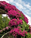 Macro photo with a decorative background of beautiful pink flowers of the herbaceous Petunia plant for urban landscaping