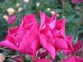 Macro photo with a decorative background of beautiful pink flowers of a shrub garden rose plant for gardening and landscape design Royalty Free Stock Photo