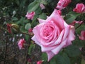 Macro photo with a decorative background of beautiful pink flowers of a shrub garden rose plant for gardening and landscape design Royalty Free Stock Photo