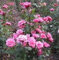 Macro photo with a decorative background of beautiful pink flowers of a shrub garden rose plant for gardening and landscape design Royalty Free Stock Photo