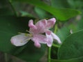 Macro photo with a decorative background of beautiful pink flowers wild honeysuckle shrub plants for gardening