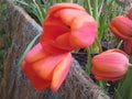 Macro photo with decorative background of beautiful pink spring flowers of the tulip plant for the design of gardens