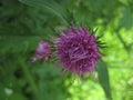 Macro photo with a decorative background of a beautiful purple flower of a wild forest medicinal herbaceous plant