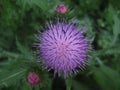 Macro photo with a decorative background of a beautiful purple flower of a wild forest medicinal herbaceous plant