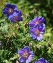 Macro photo with a decorative background of beautiful purple flowers of a wild meadow geranium herbaceous plant Royalty Free Stock Photo
