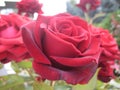 Macro photo with a decorative background of beautiful red flowers on the branches of a shrub of a garden varietal rose plant